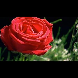 Meet your Posher, Banks